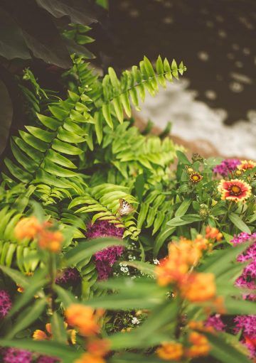 5 Consejos para disfrutar de tus plantas en verano